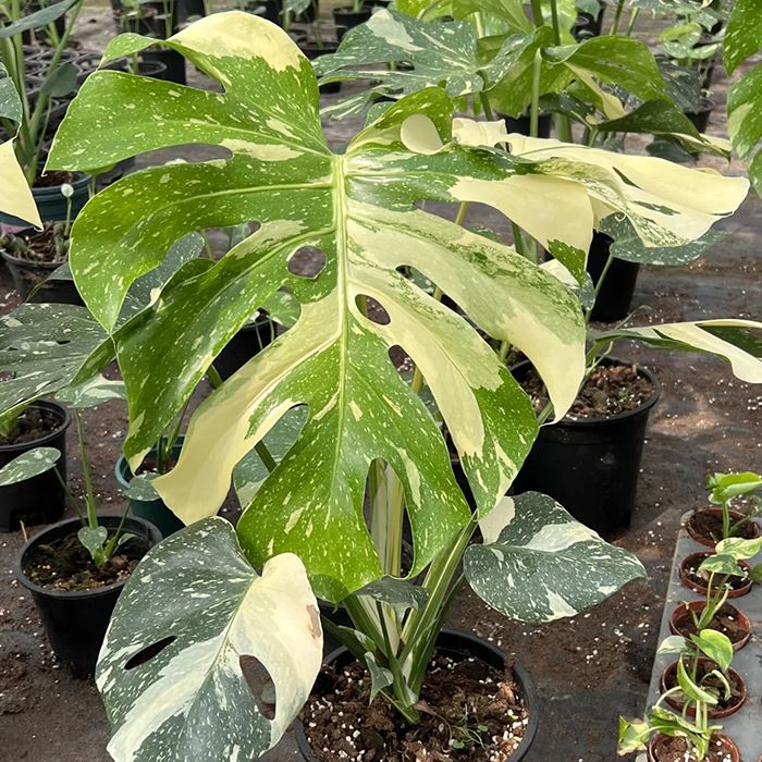 Monstera constellation thai