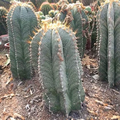 Cactusul stea Astrophytum ornatum