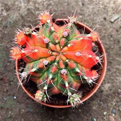 Gimnocalycium mihanovichii strălucire