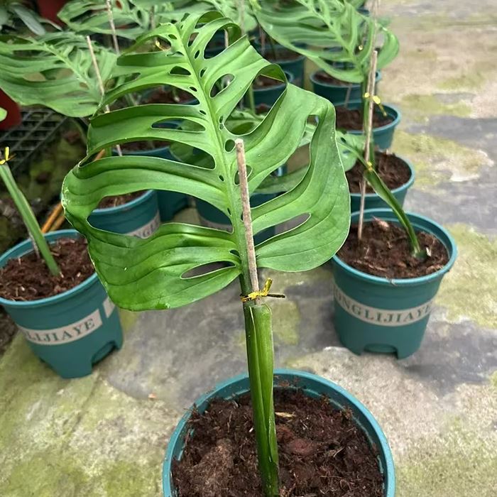 Monstera Epipremnoides