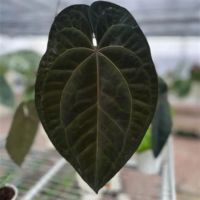 Anthurium „As of Spade”