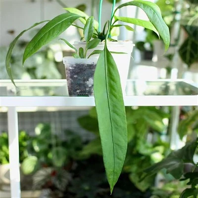 Planta Anthurium Bakeri
