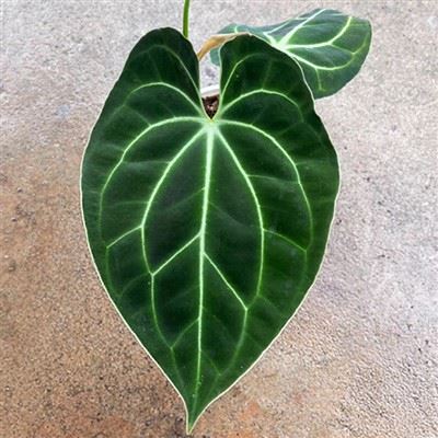 Besseae Anthurium