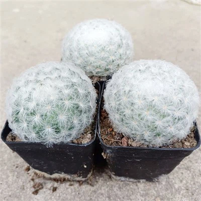 Cactus Mammillaria Plumosa
